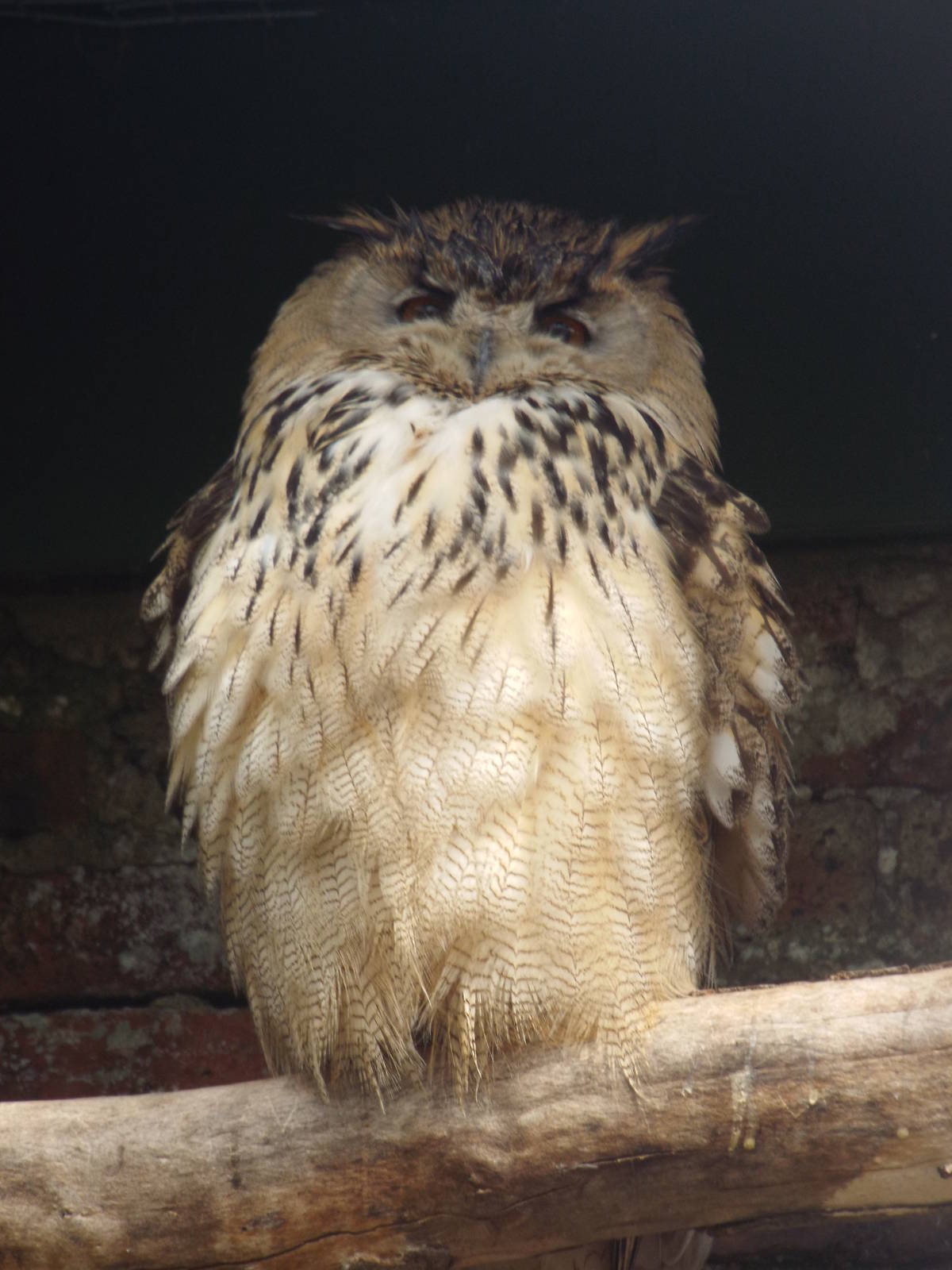 East Siberian Eagle-owl (Bubo bubo yenisseensis) at Scottish Owl Centre - M