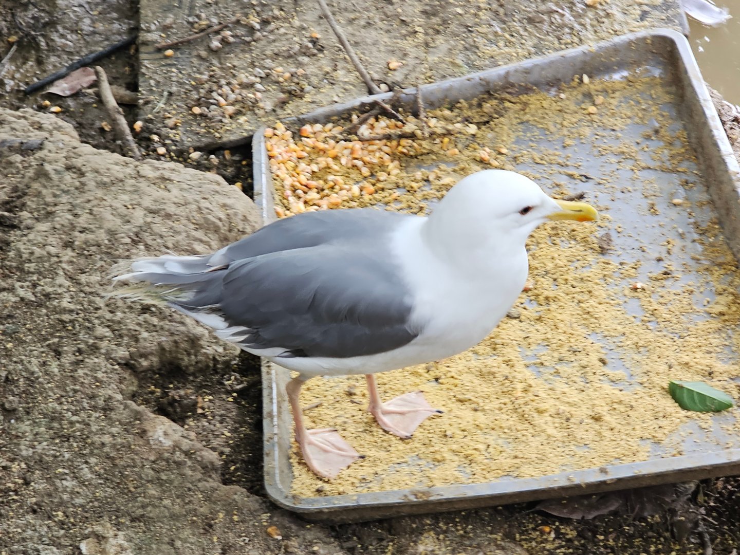East Siberian / Vega Gull, Larus (argenterus) vegae