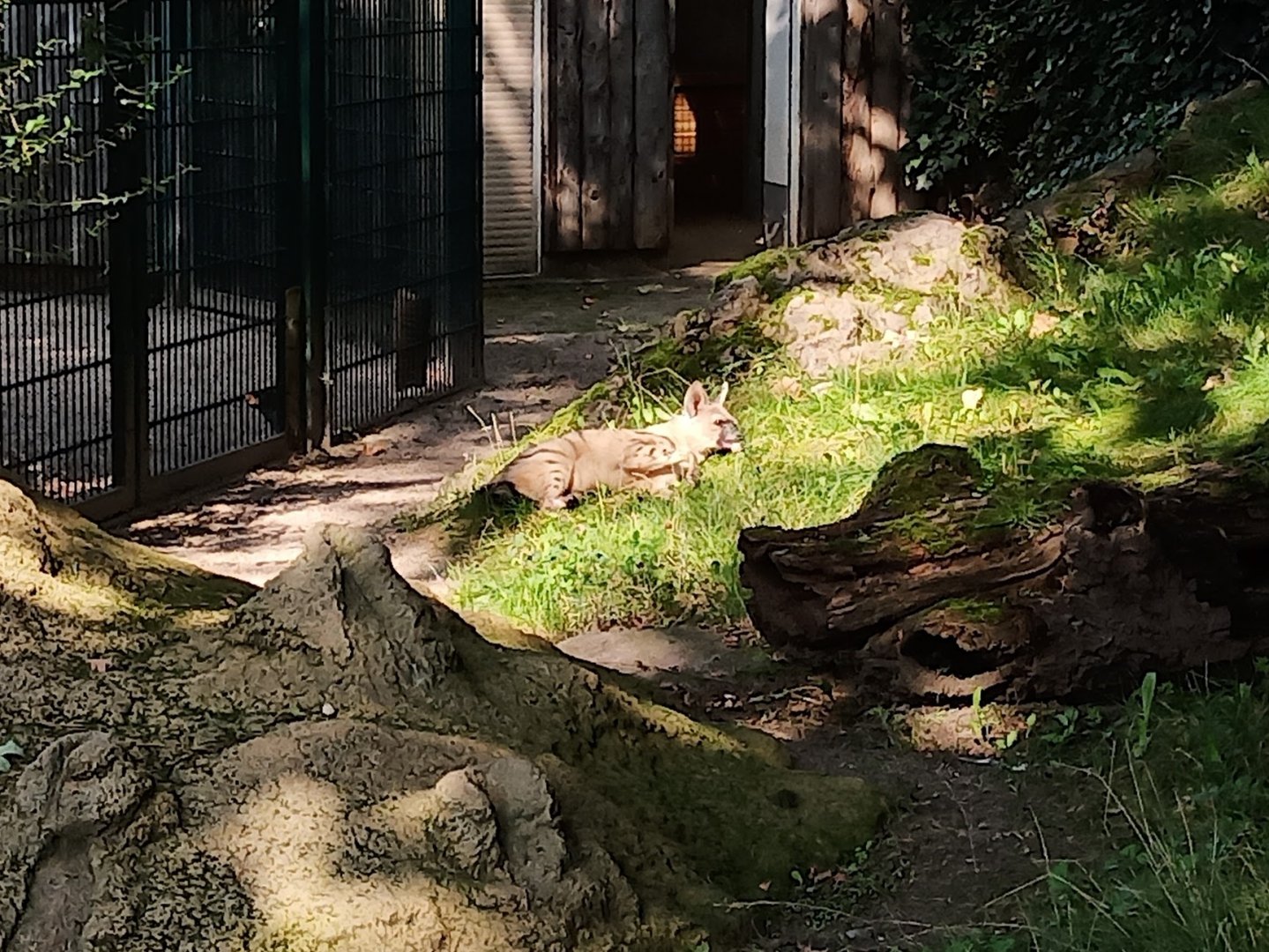Eastafrican aardwolf at Halle Zoo (2021)