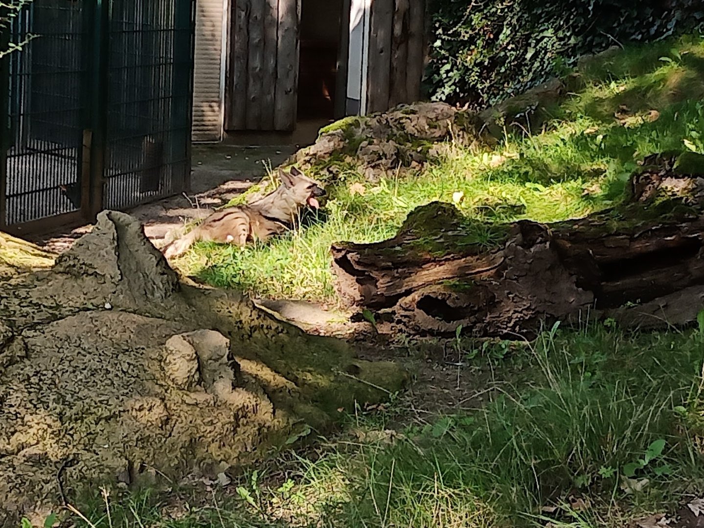 Eastafrican aardwolf at Halle Zoo (2021)