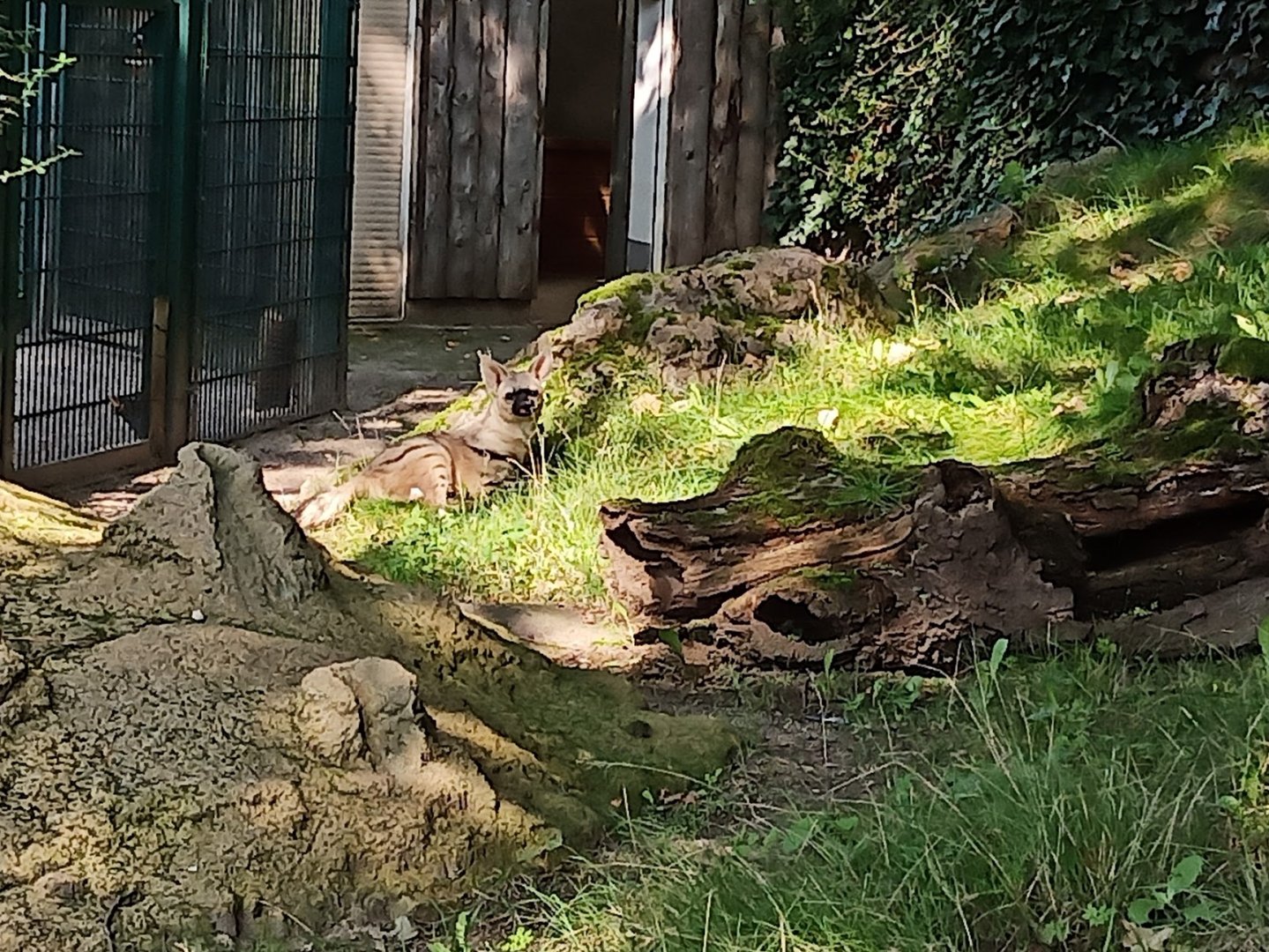 Eastafrican aardwolf at Halle Zoo (2021)