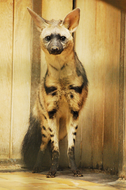 Eastafrican aardwolf
