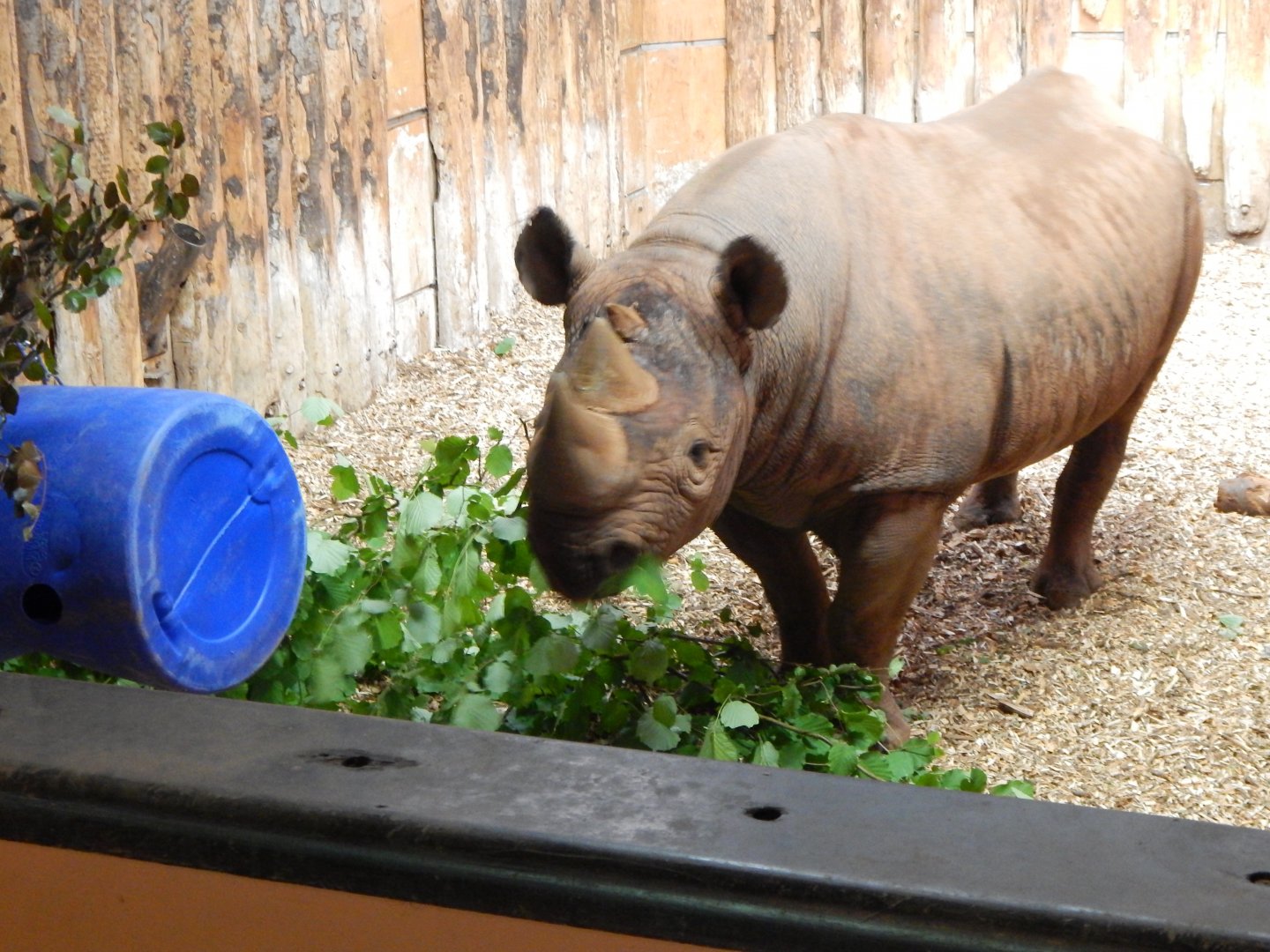 Easter black rhinoceros 130624