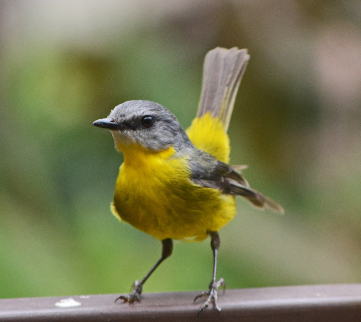 Easter yellow robin