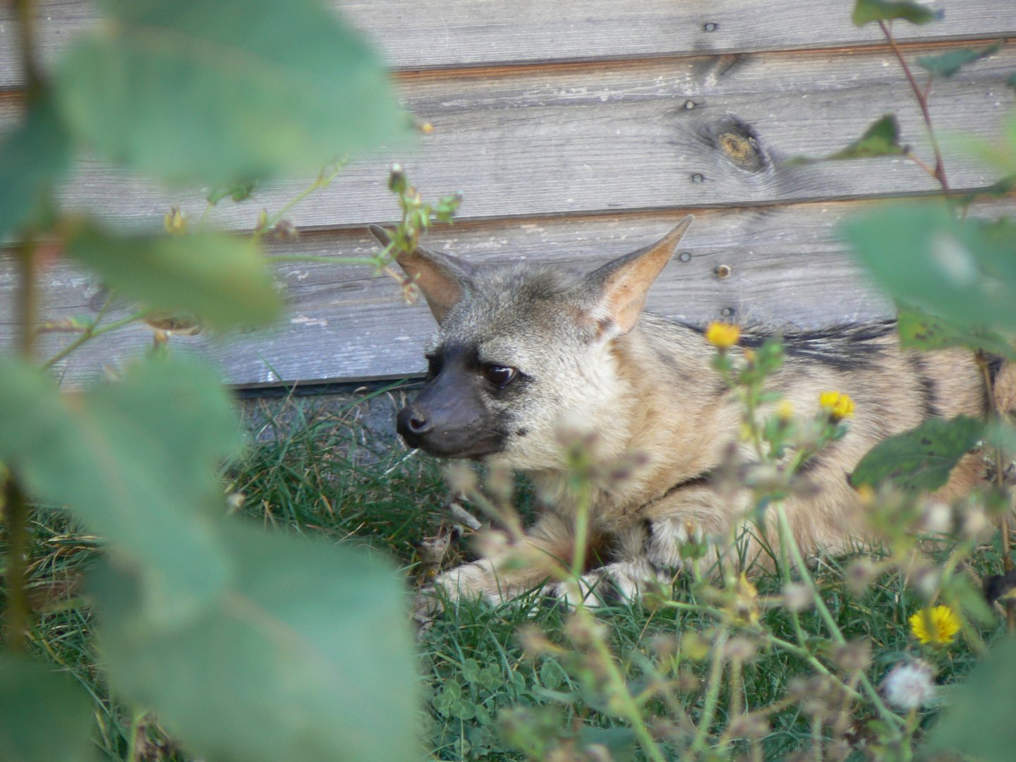 Eastern Aardwolf - 16 October 2016