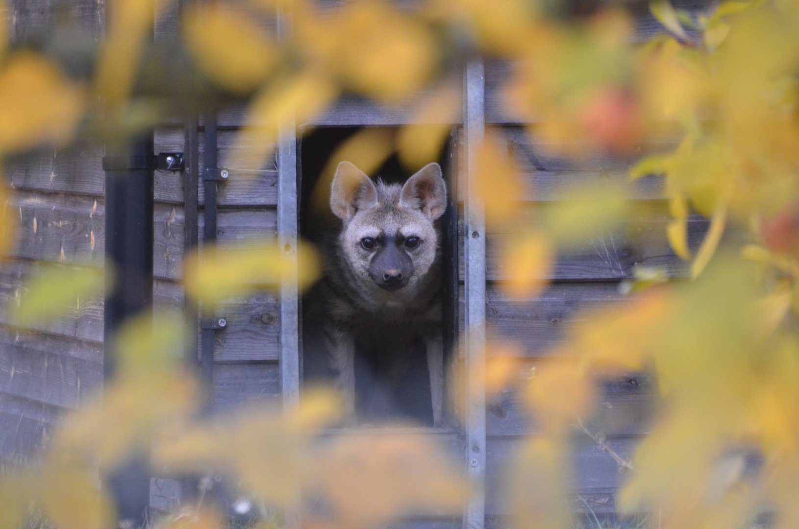 Eastern Aardwolf at Hamerton, 19/11/16