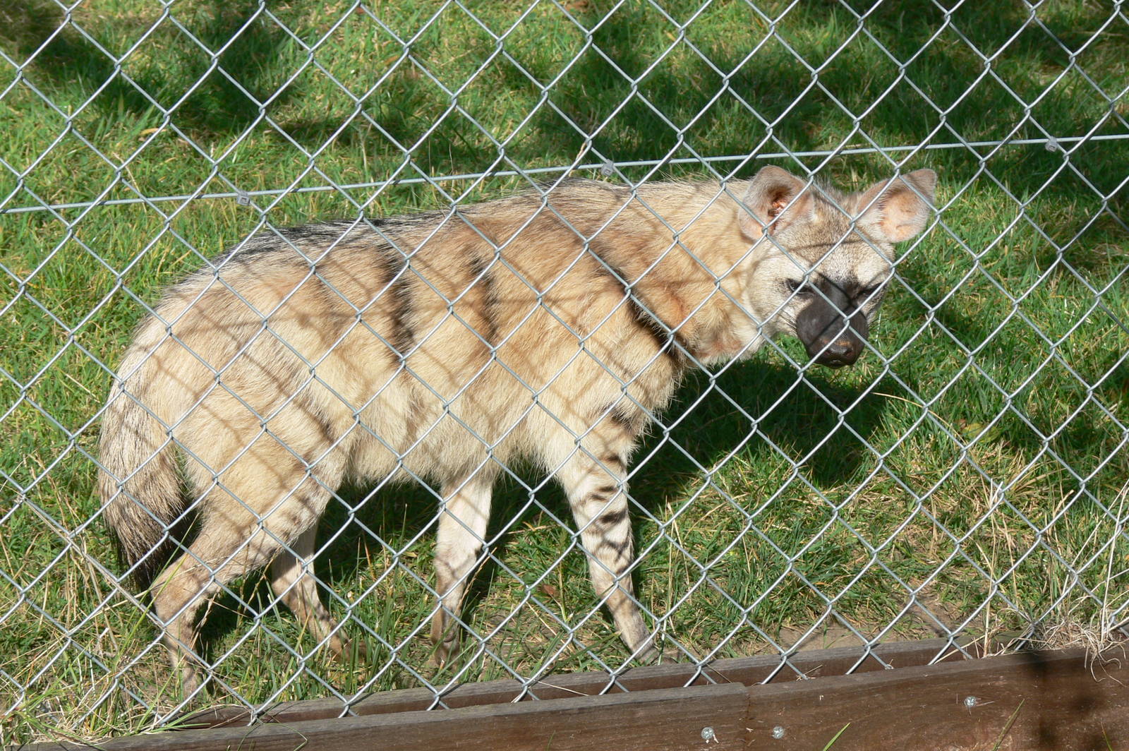 Eastern Aardwolf at Hamerton Zoo, 23/08/14