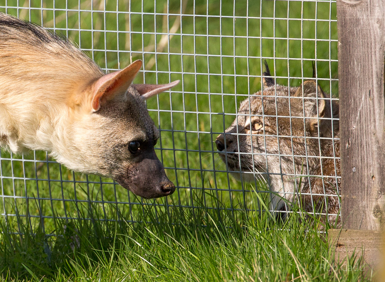 Eastern aardwolf, Canada lynx : Hamerton : 26 Apr 2015