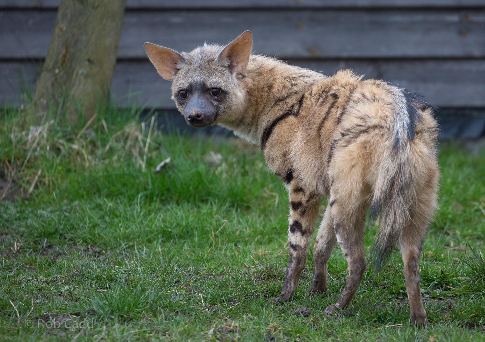 Eastern aardwolf : Hamerton : 01 Apr 2018