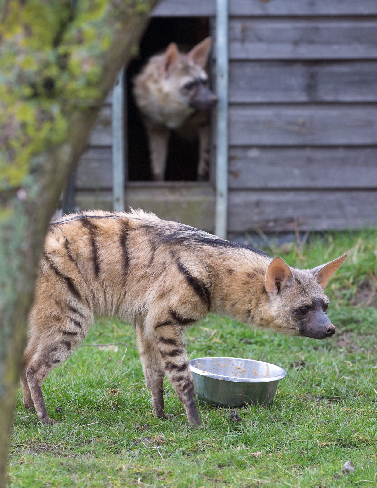 Eastern aardwolf : Hamerton : 01 Apr 2018