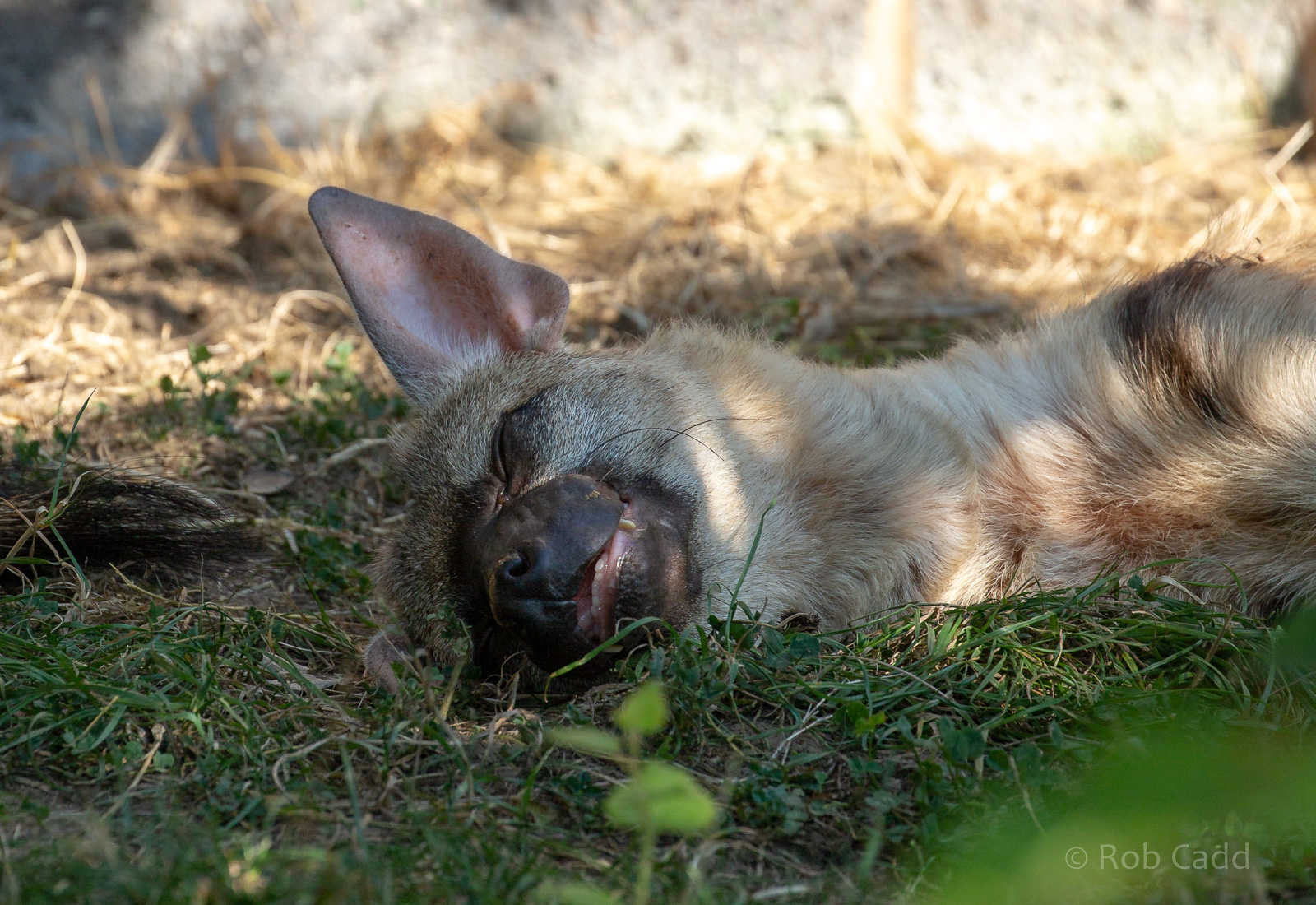 Eastern aardwolf : Hamerton : 02 Sep 2018