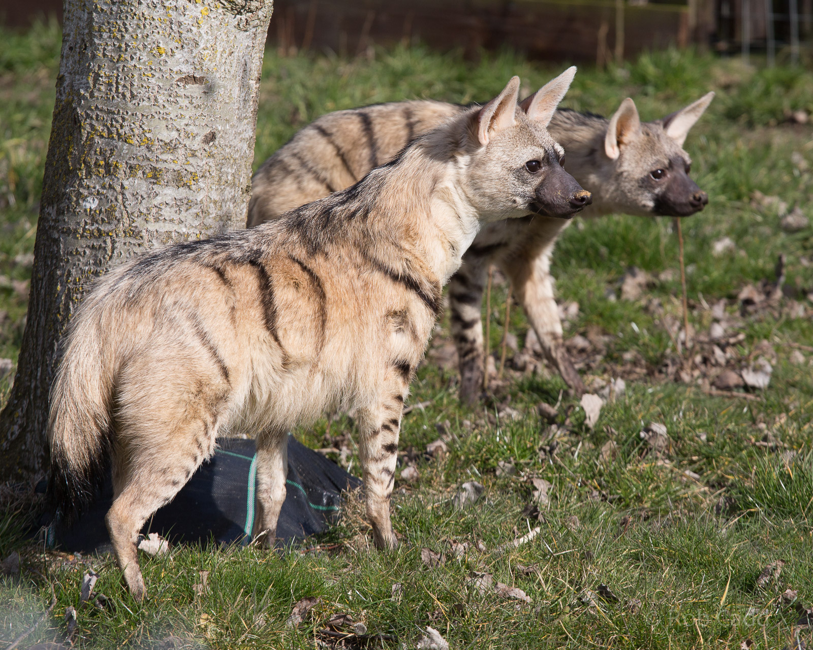 Eastern aardwolf : Hamerton : 07 Mar 2015
