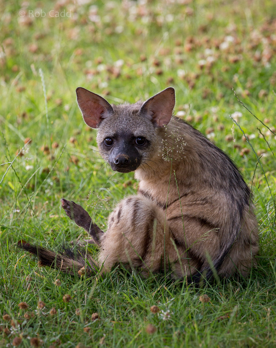 Eastern aardwolf : Hamerton : 12 Jul 2015