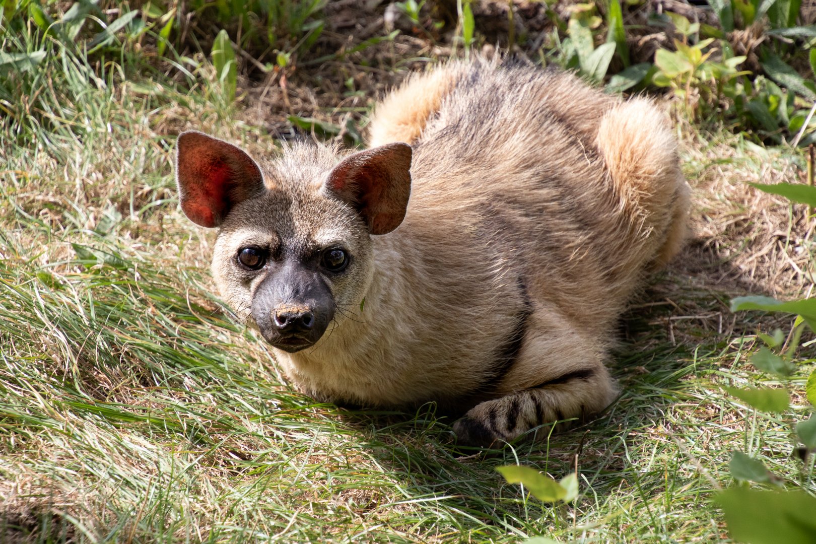 Eastern Aardwolf / Hamerton / 13-9-19