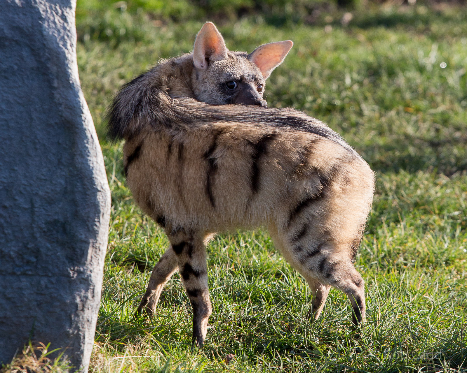 Eastern aardwolf : Hamerton : 18 Jan 2015