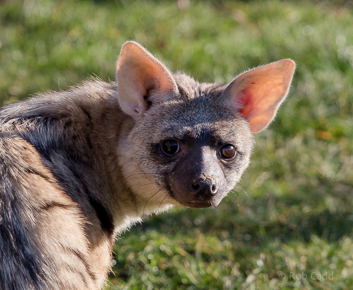 Eastern aardwolf : Hamerton : 18 Jan 2015