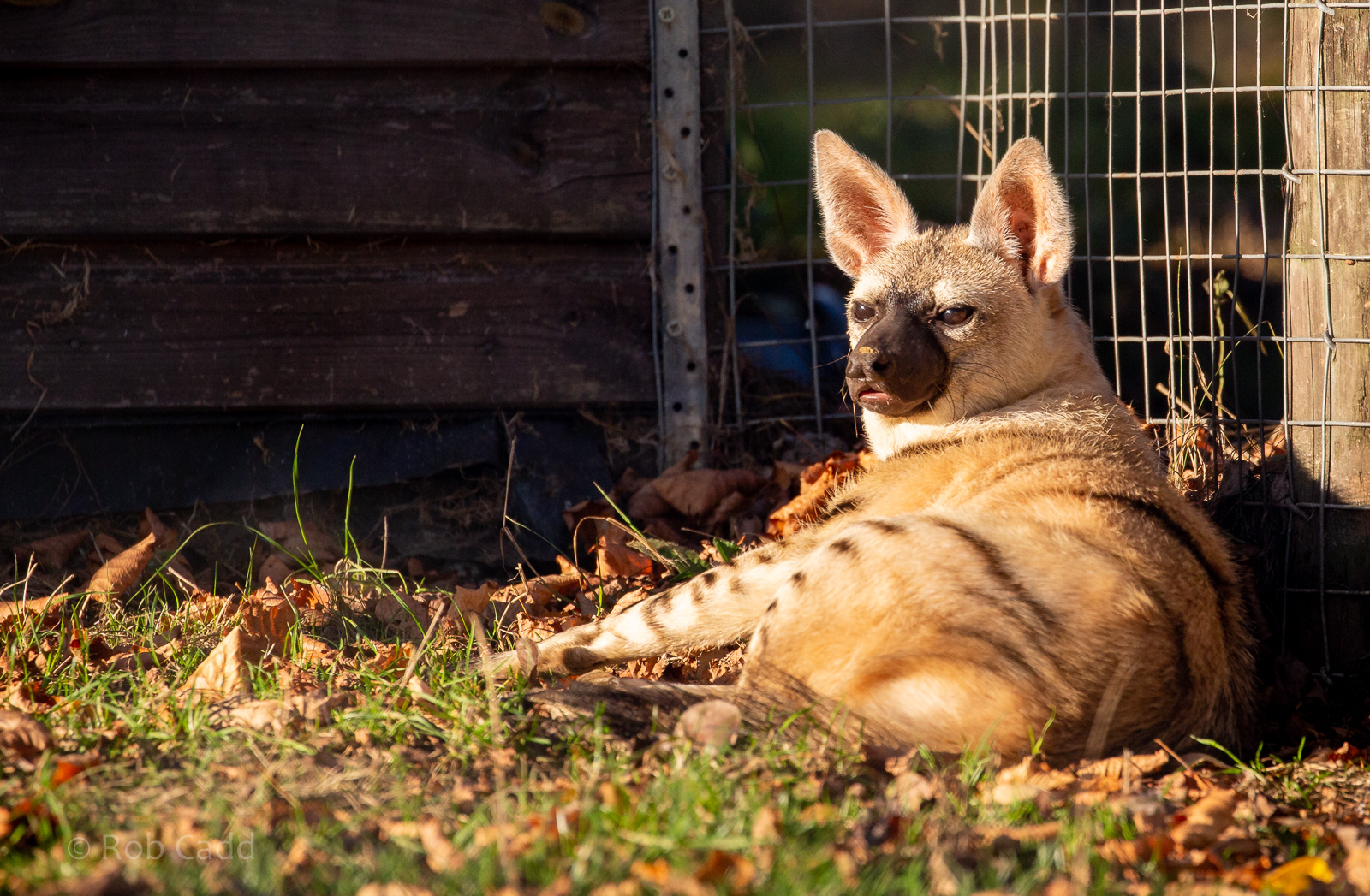 Eastern aardwolf : Hamerton : 21 Oct 2018