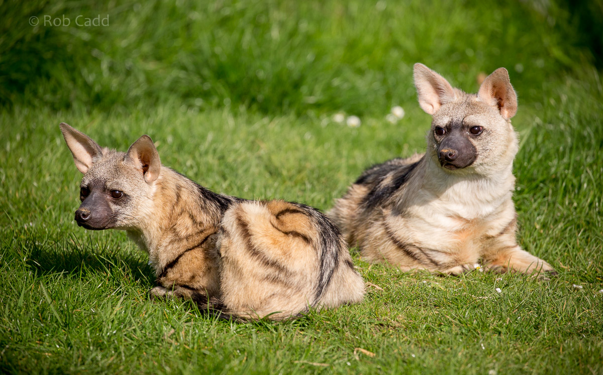Eastern aardwolf : Hamerton : 24 Apr 2015