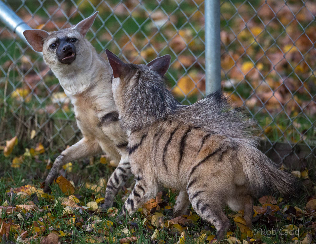 Eastern aardwolf : Hamerton : 25 Oct 2015