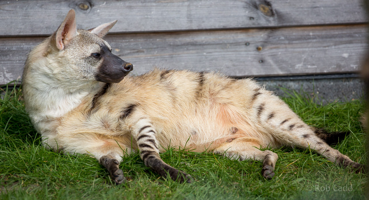 Eastern aardwolf : Hamerton : 26 Apr 2015