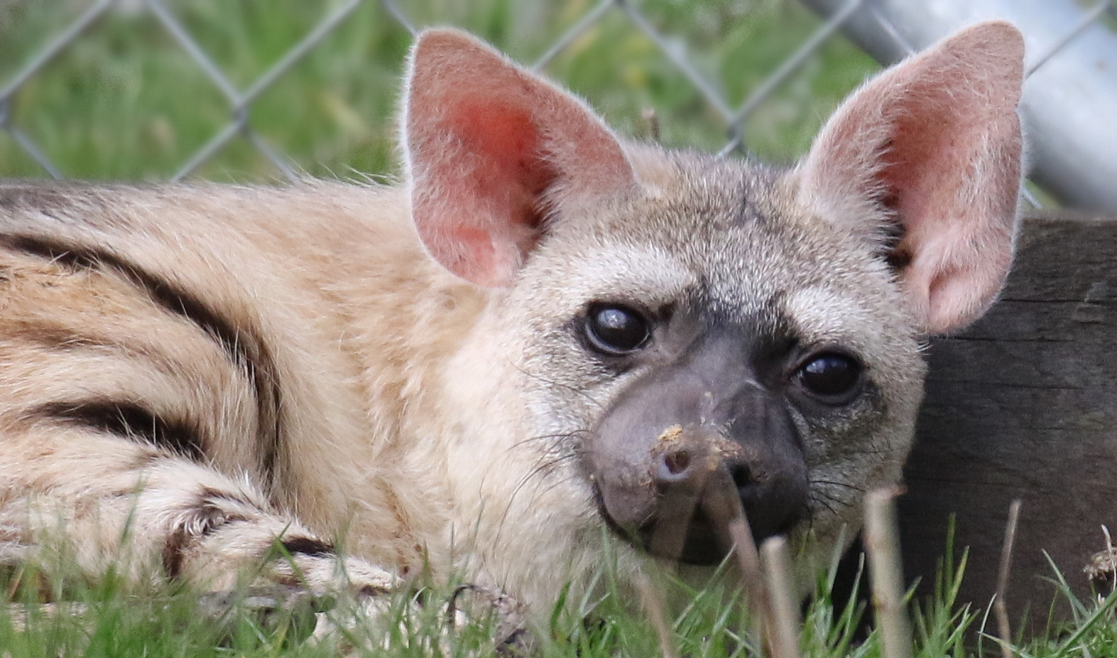 Eastern Aardwolf / Hamerton / 28-3-19