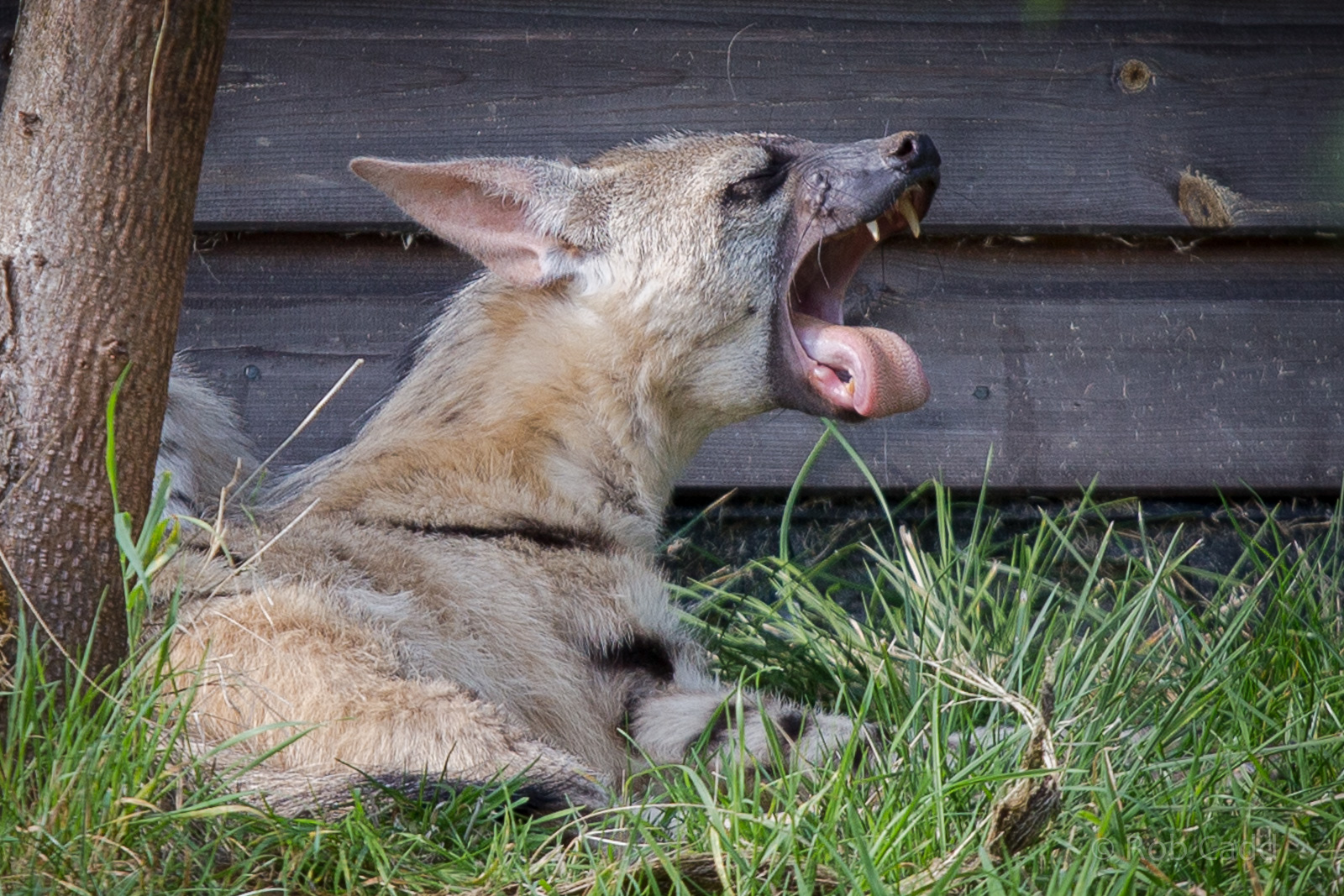 Eastern aardwolf : Hamerton : 31 Aug 2014