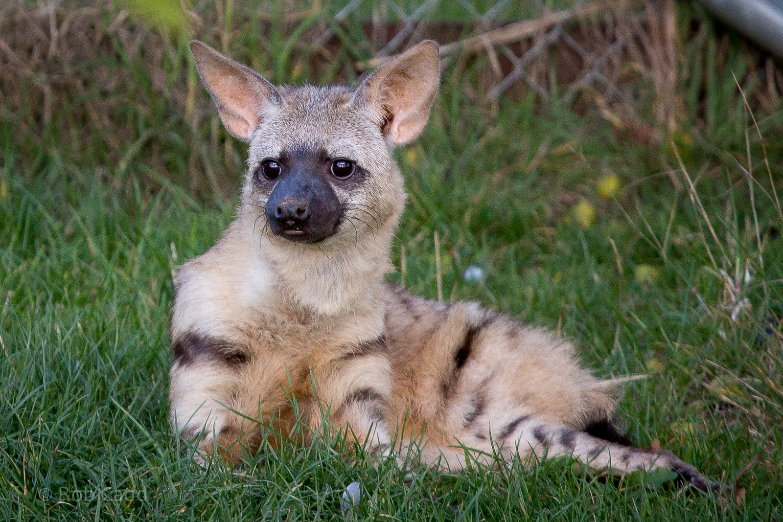 Eastern aardwolf : Hamerton : 31 Aug 2014