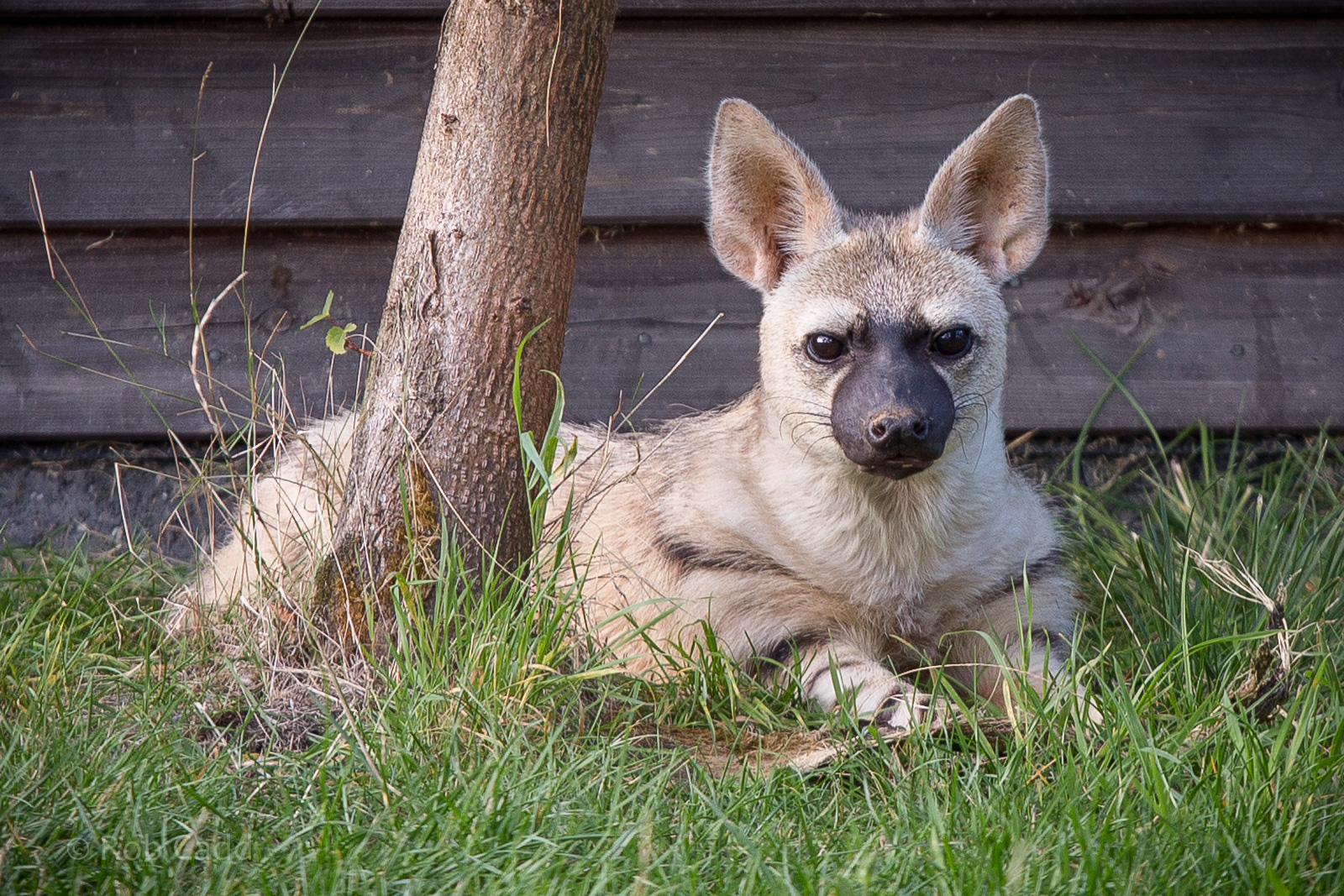Eastern aardwolf : Hamerton : 31 Aug 2014