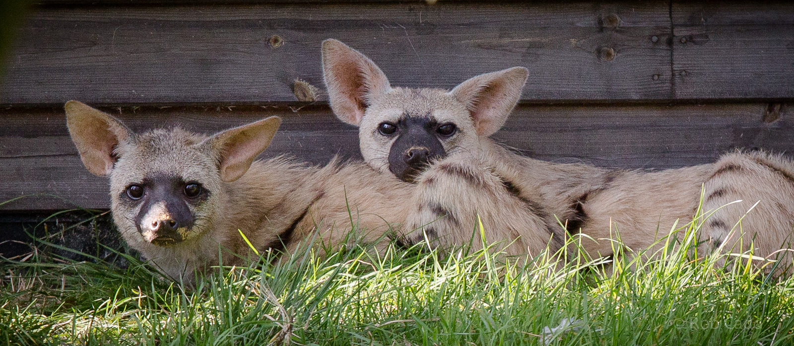 Eastern aardwolf : Hamerton : 31 Aug 2014