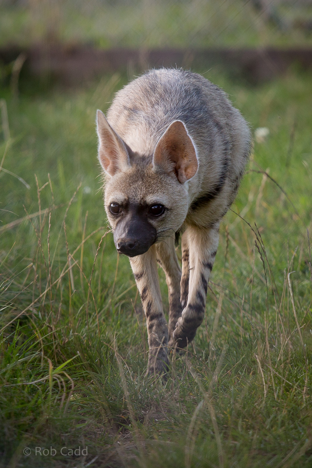 Eastern aardwolf : Hamerton : 31 Aug 2014