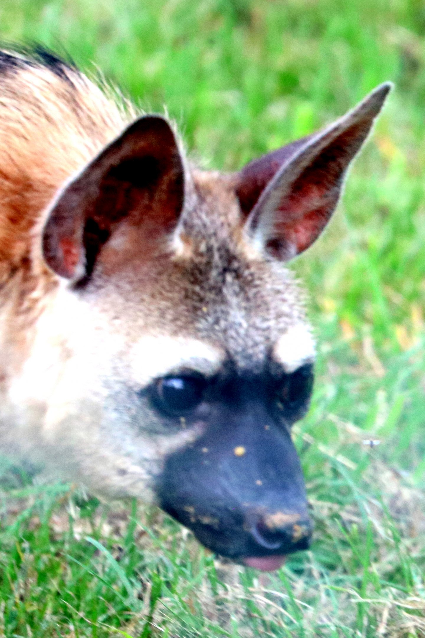Eastern aardwolf; Hamerton; 3rd August 2019