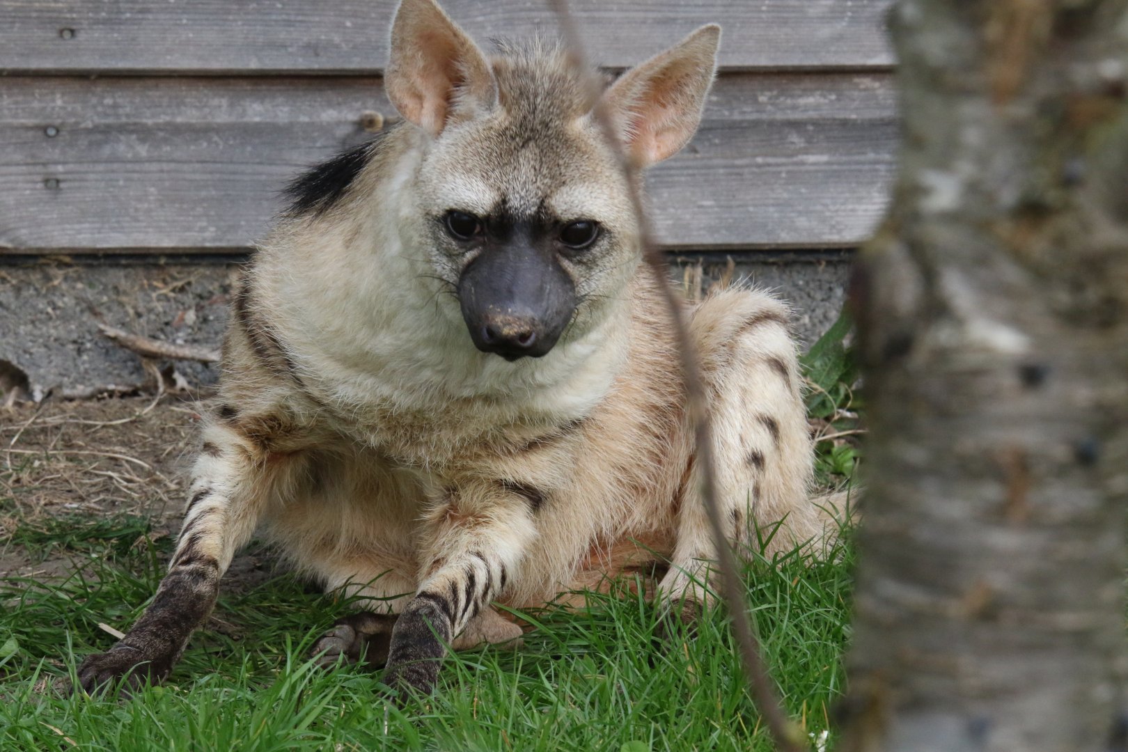 Eastern Aardwolf / Hamerton / 8-4-19