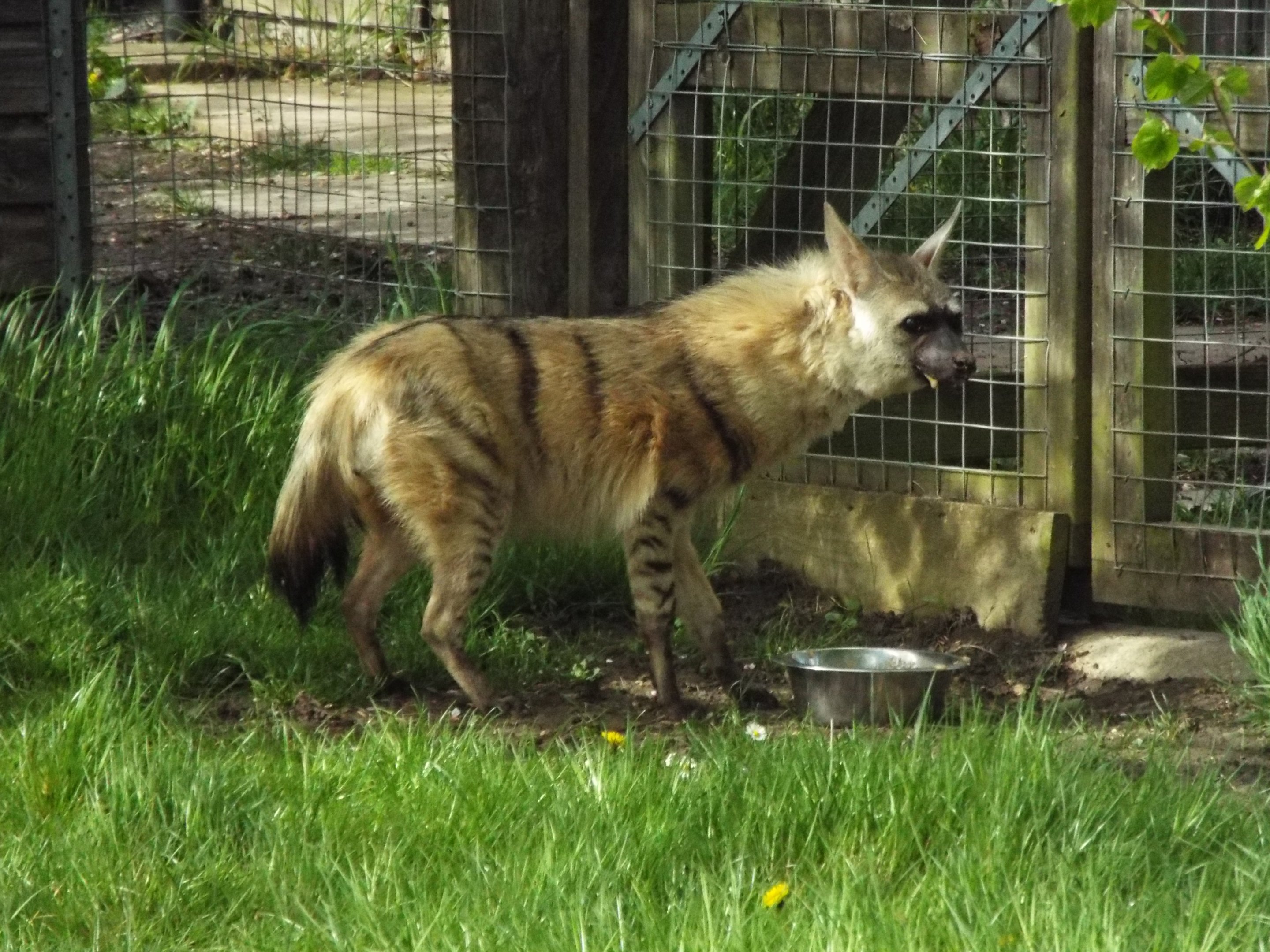 Eastern aardwolf - Hamerton
