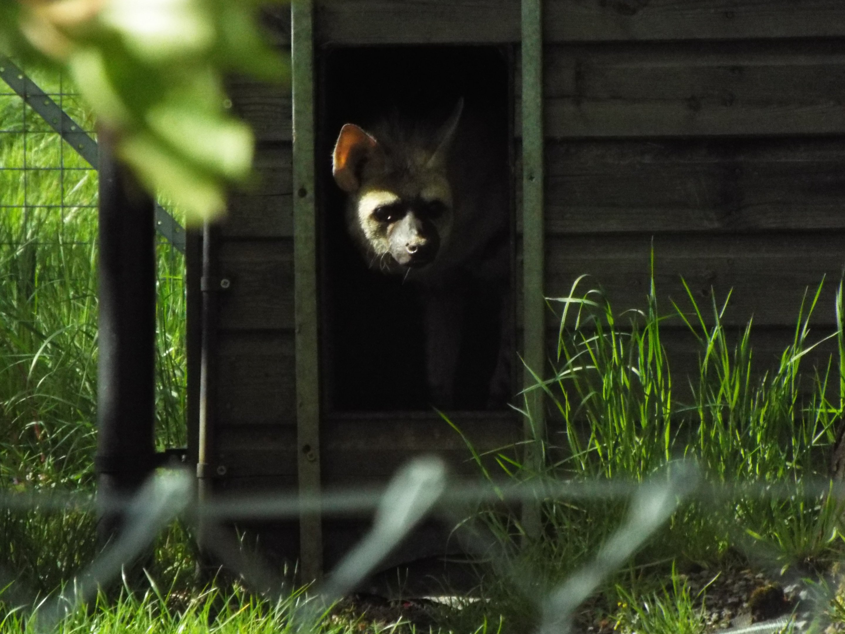 Eastern aardwolf - Hamerton
