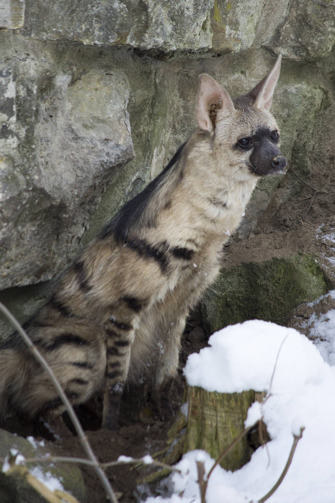 Eastern aardwolf in the snow, 12/29/14