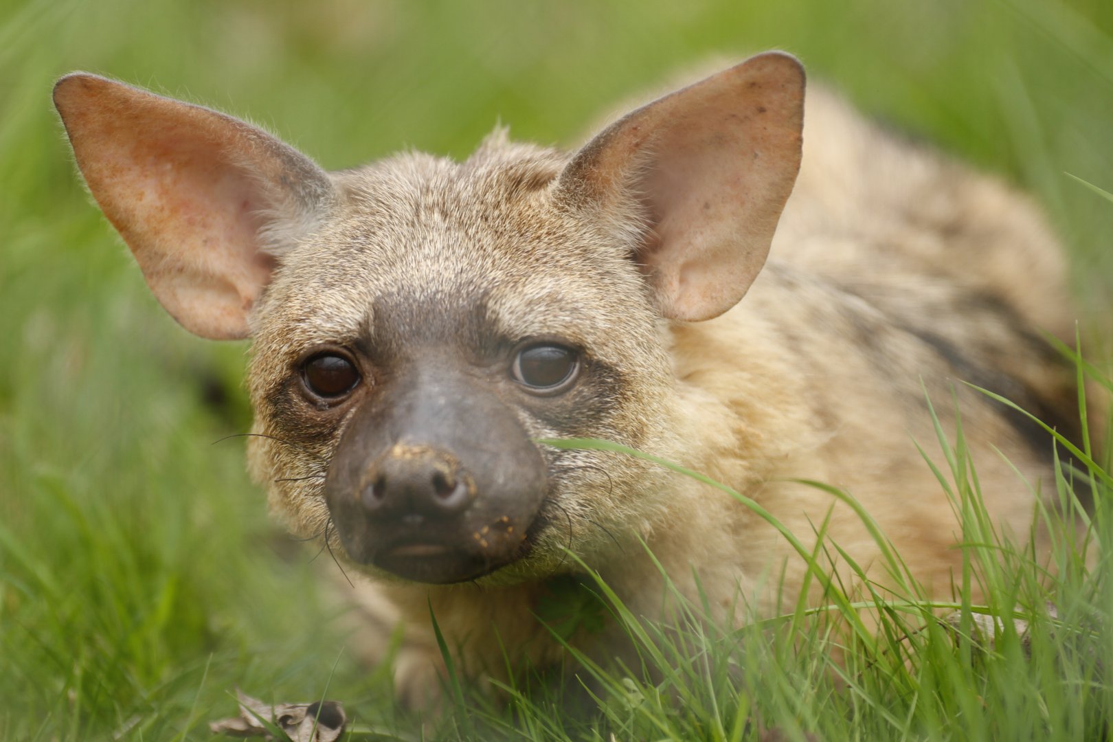 Eastern aardwolf (Proteles cristata septentrionalis)