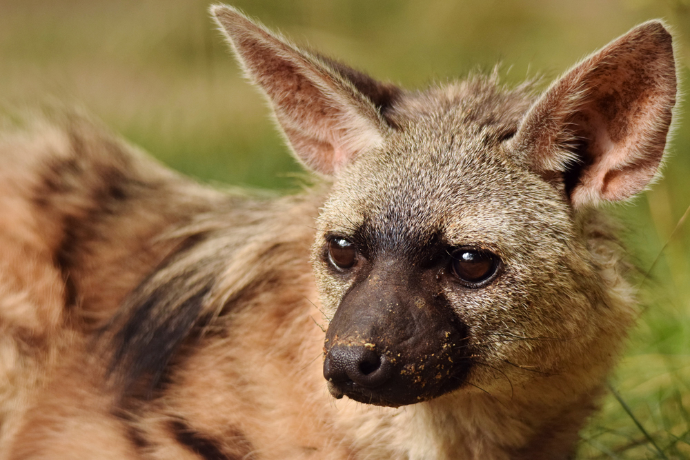 Eastern aardwolf (Proteles cristata septentrionalis)
