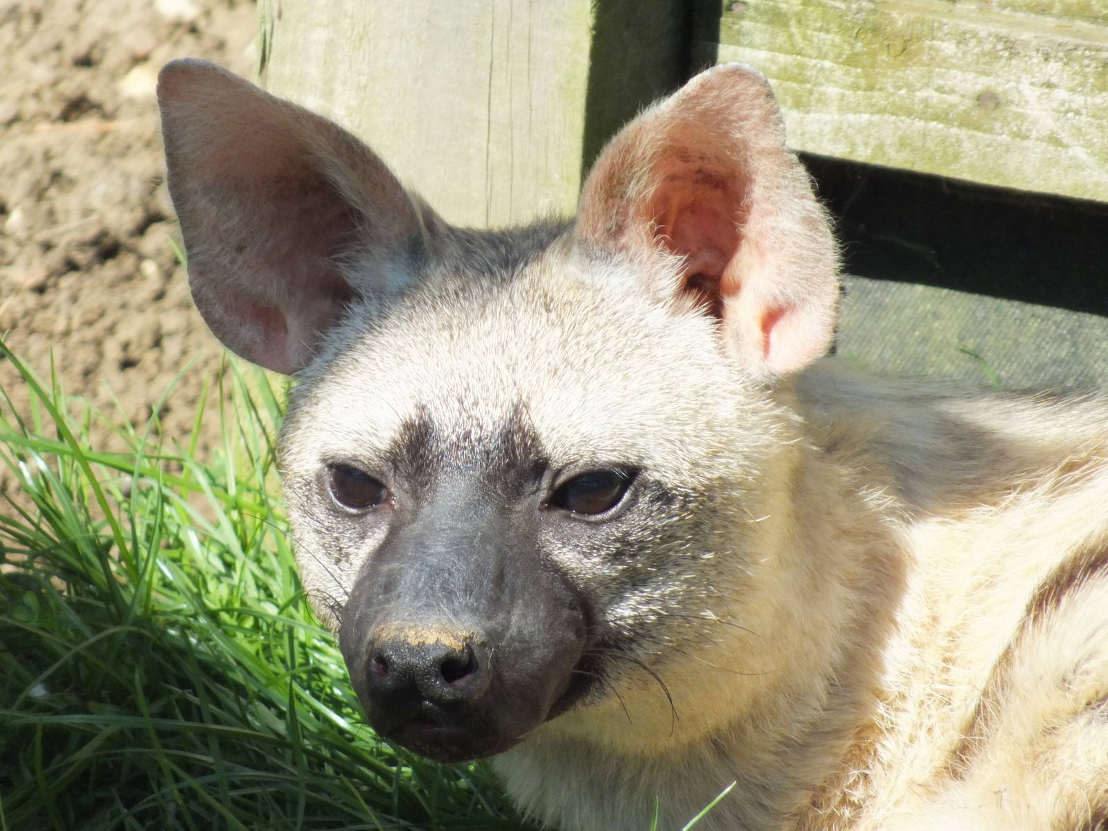 Eastern Aardwolf (Proteles cristatus septentrionalis) at Hamerton Zoo Park