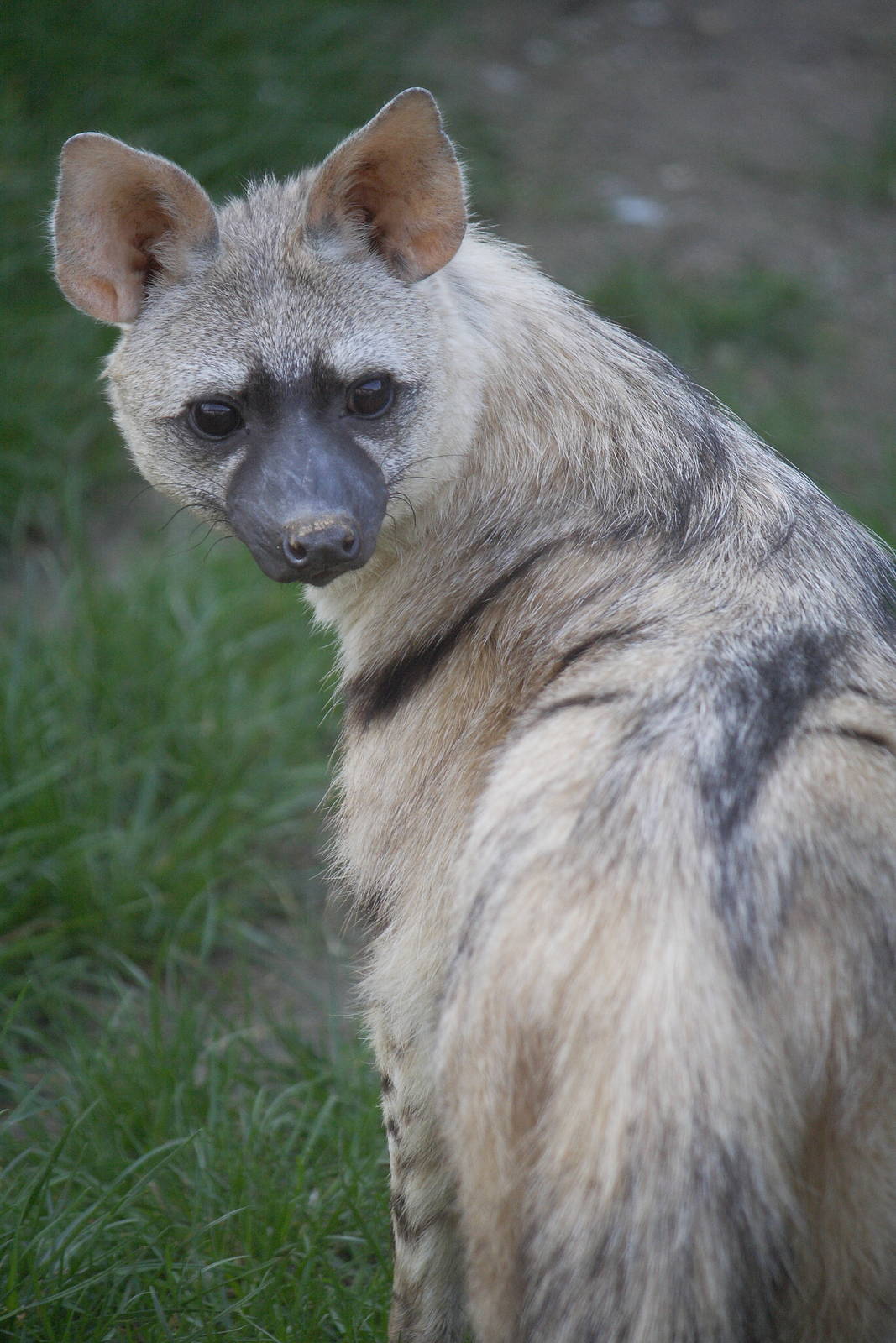 Eastern aardwolf