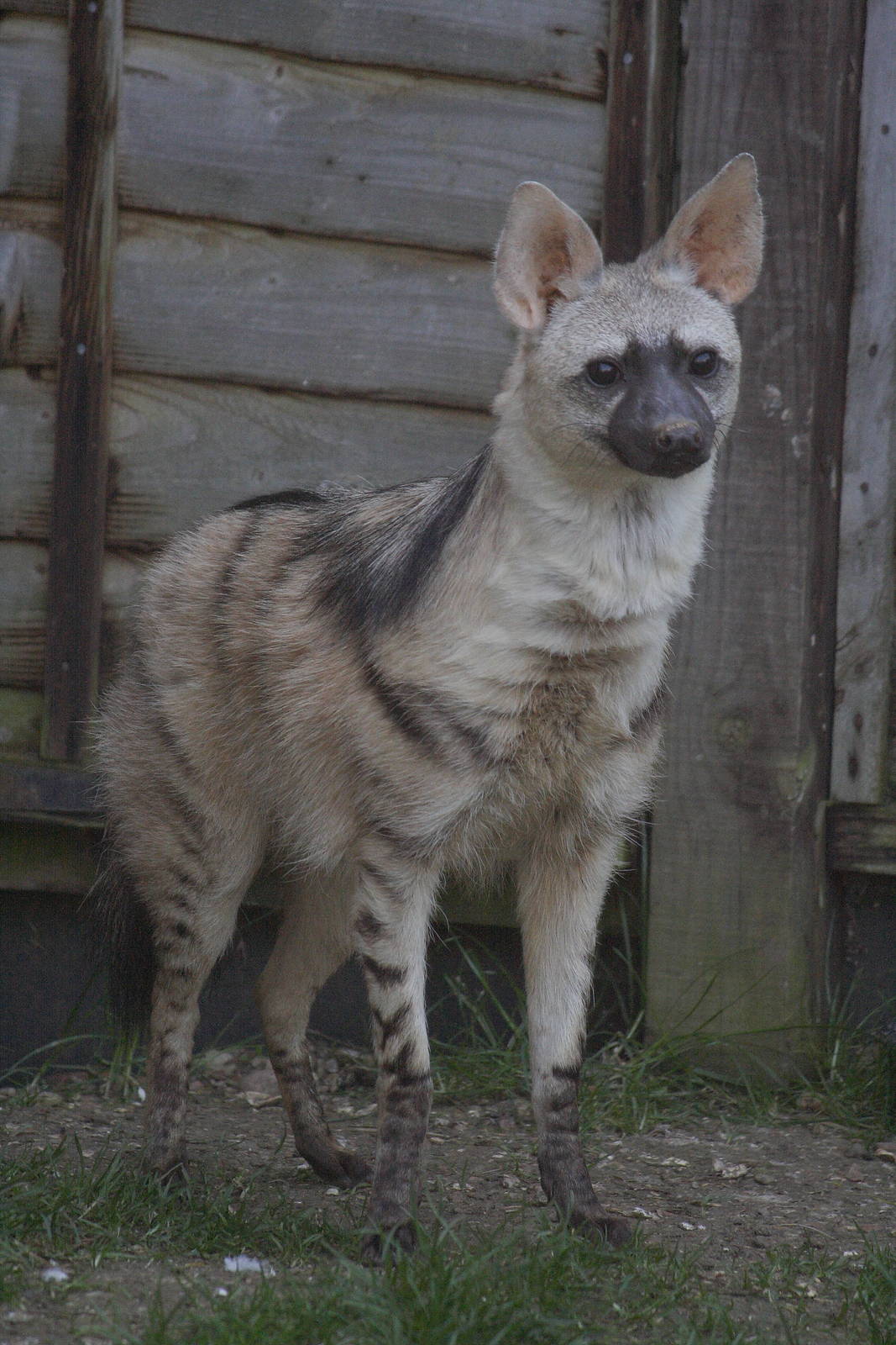 Eastern aardwolf