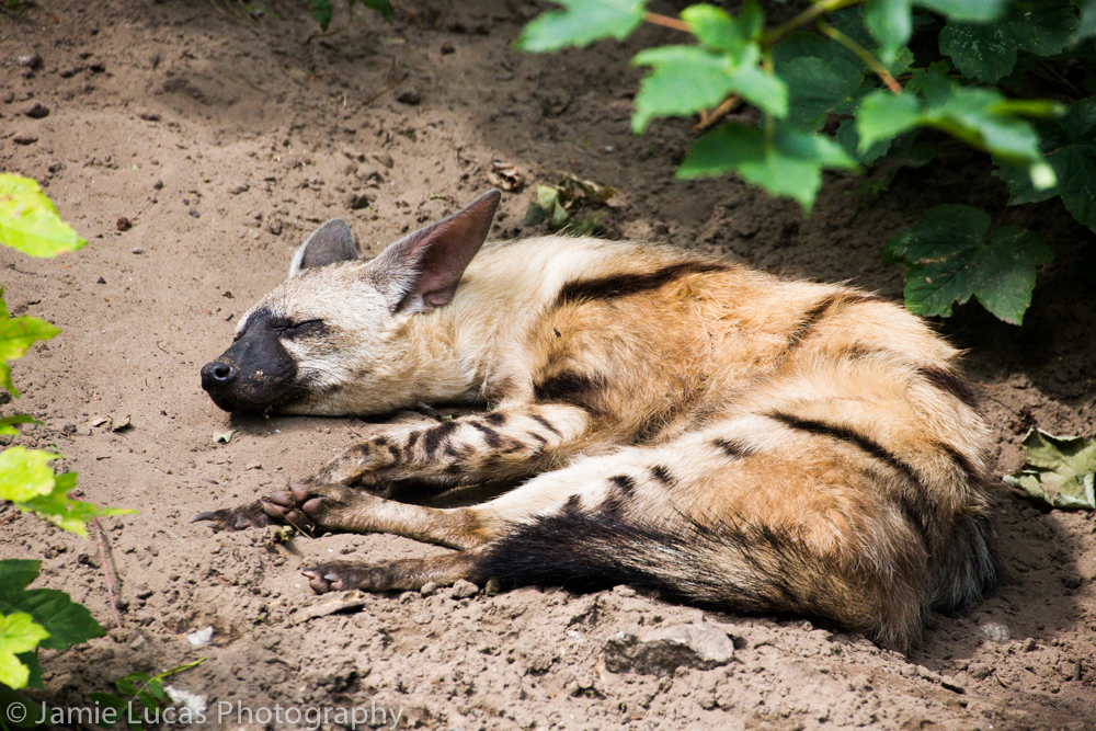 Eastern Aardwolf
