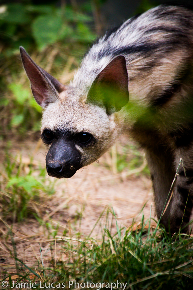Eastern Aardwolf