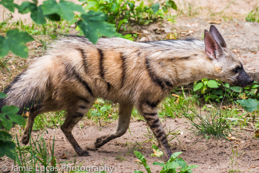 Eastern Aardwolf