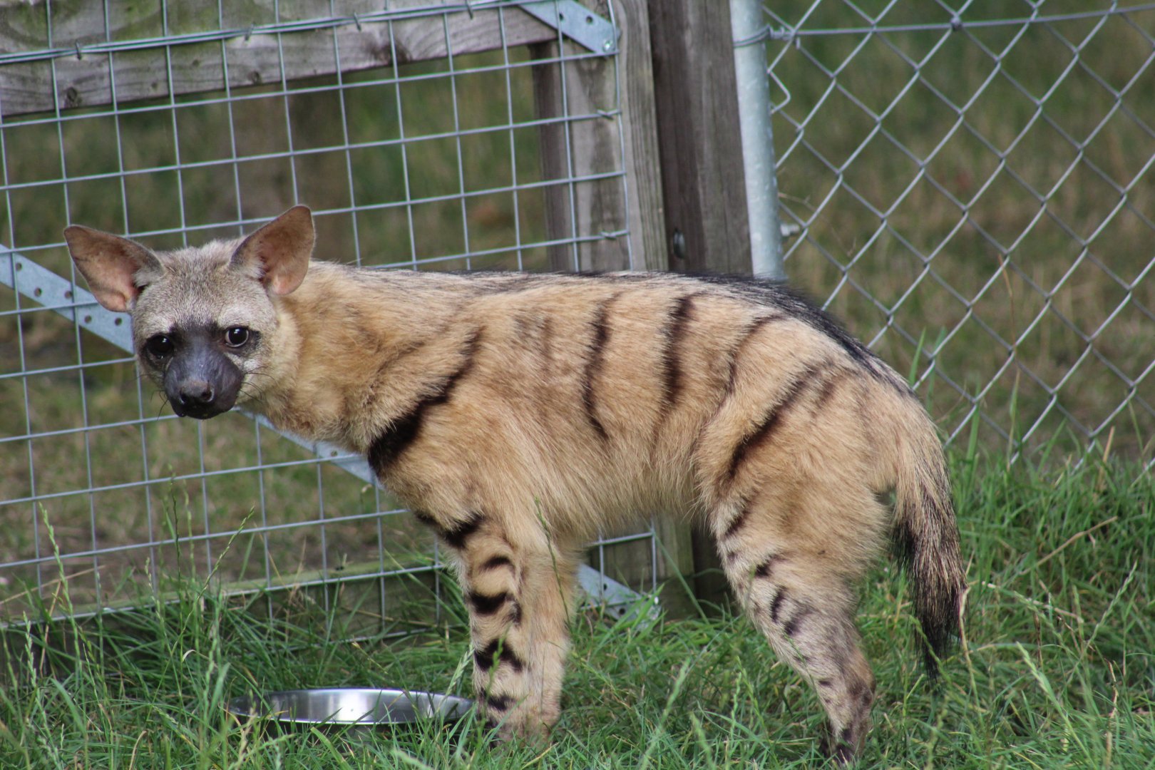 Eastern Aardwolf