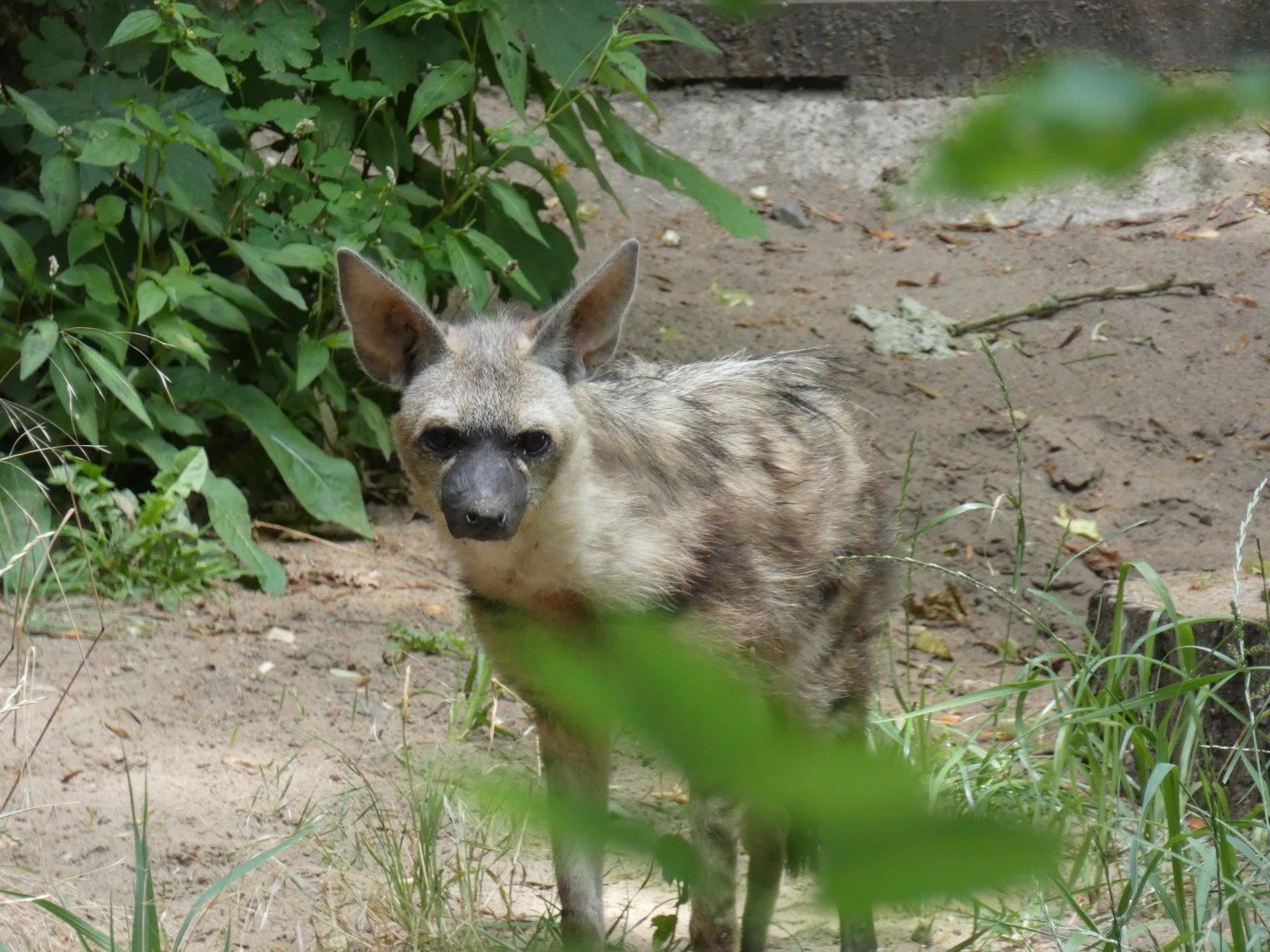 Eastern Aardwolf