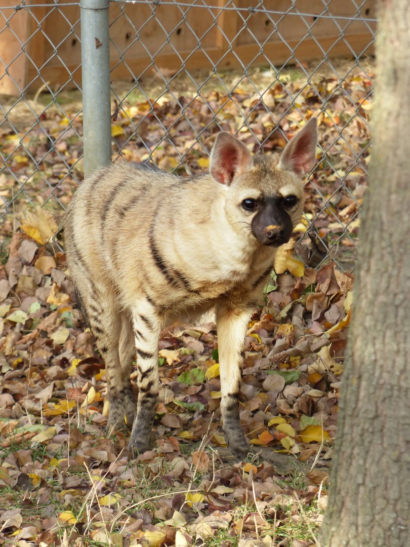 Eastern Aardwolf