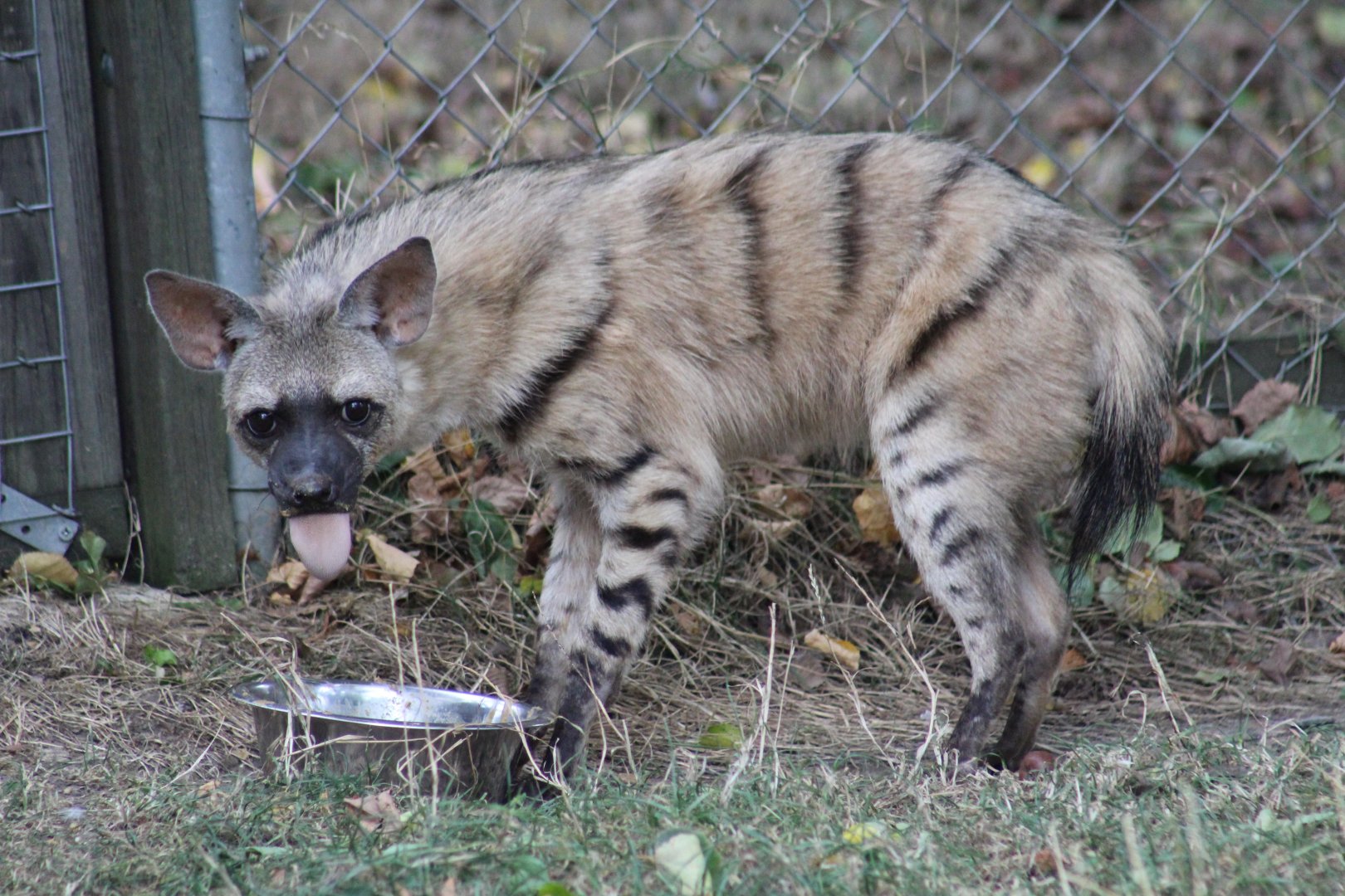 Eastern Aardwolf