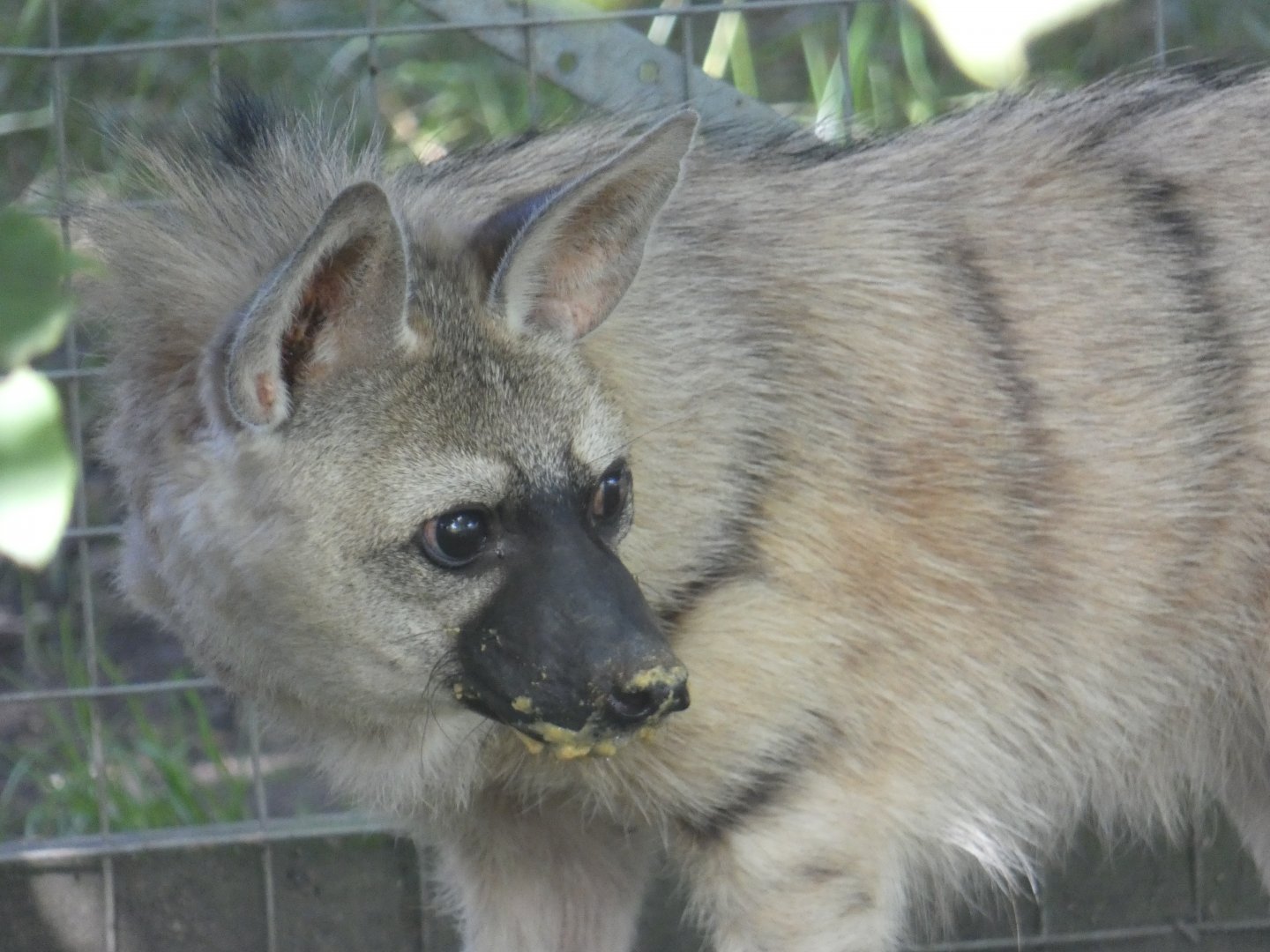 Eastern Aardwolf