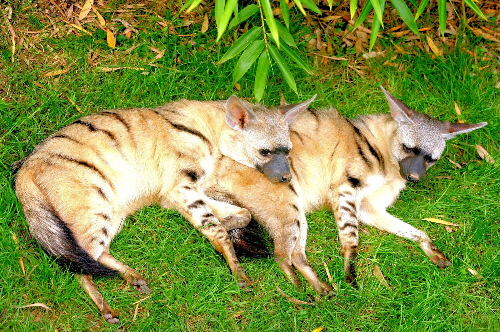 Eastern aardwolves; RSCC; 21st September 2014