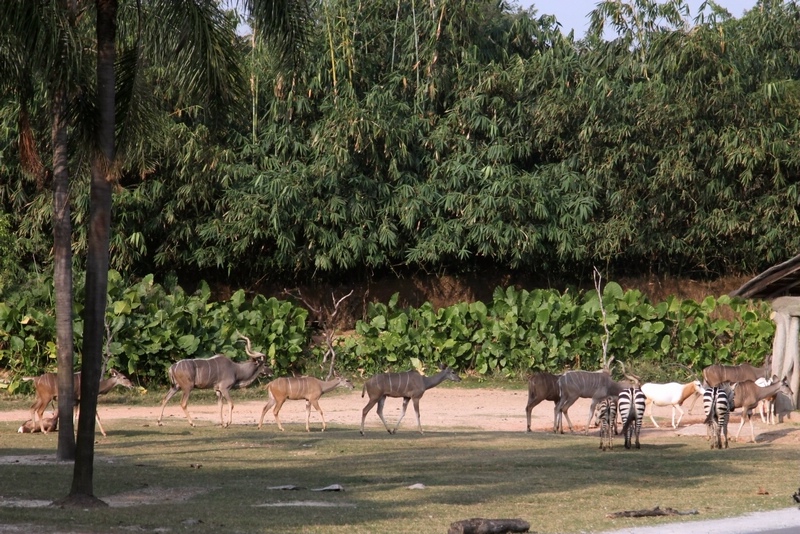 Eastern Africa drive-in area